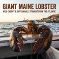 Pure Icy Waters Wild Lobster – Responsibly Harvested & Flash-Frozen Fresh